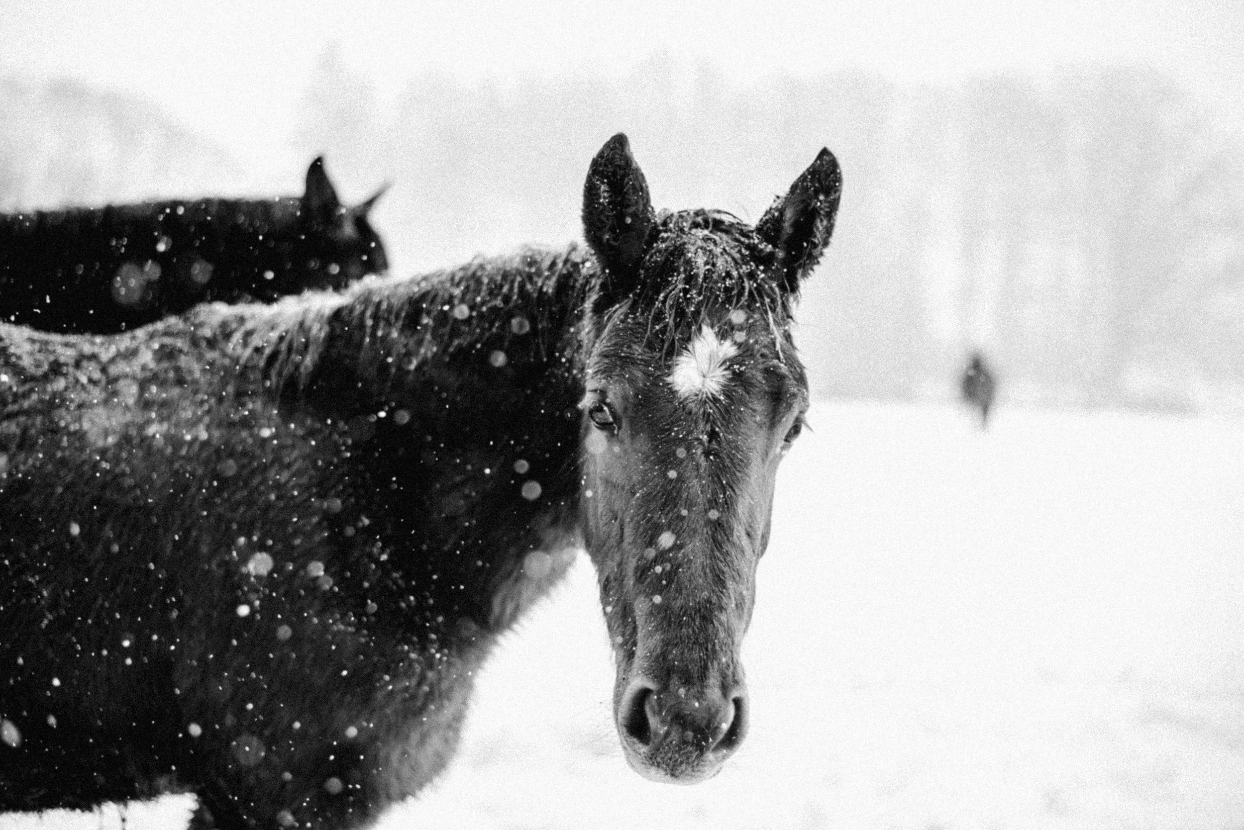 _DSC2923bw(online).jpg