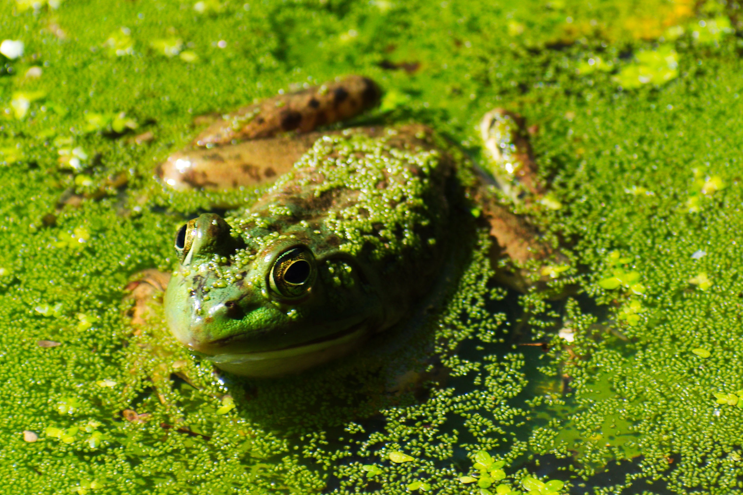 Frog-Kate.jpg