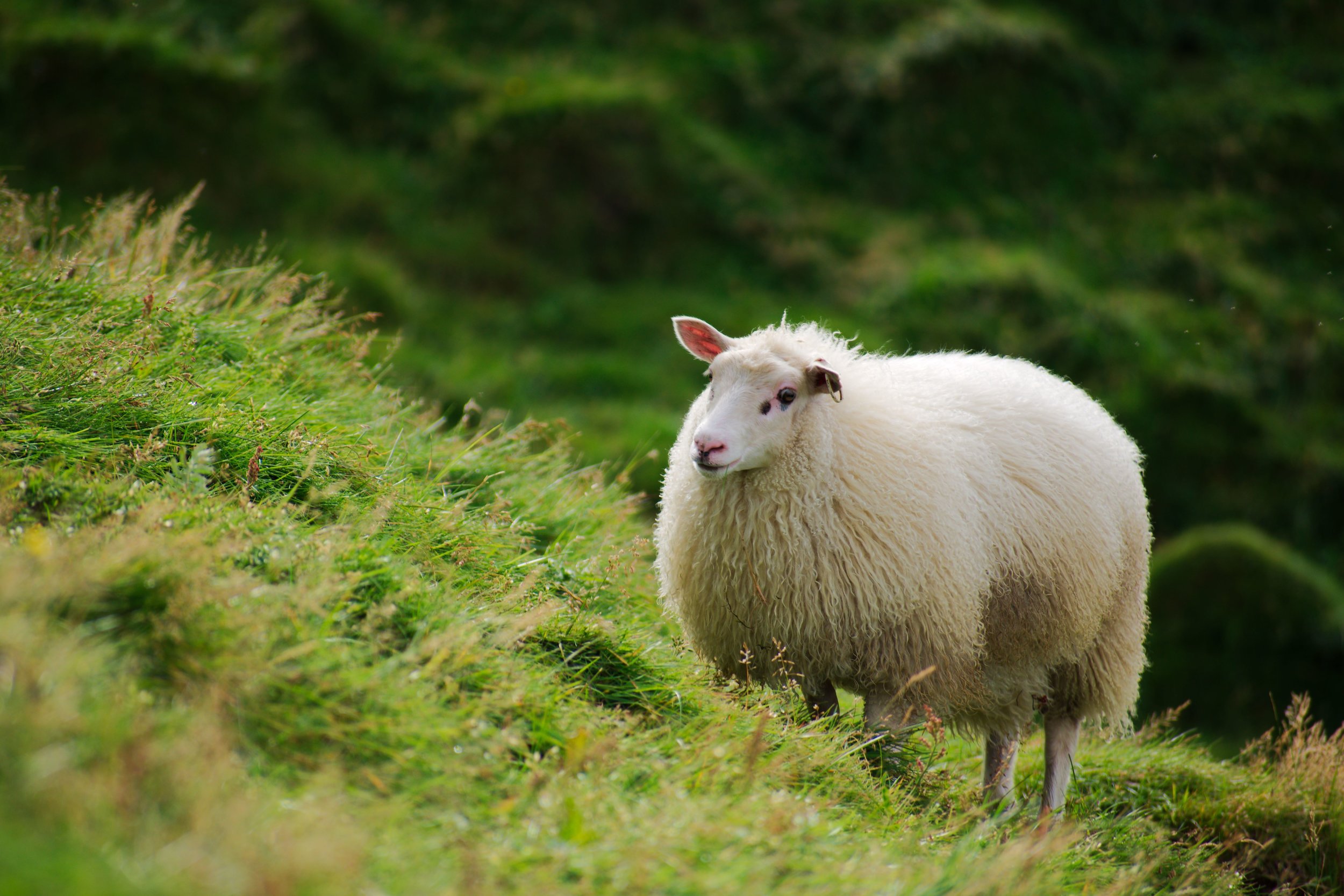 Sheep3.jpg