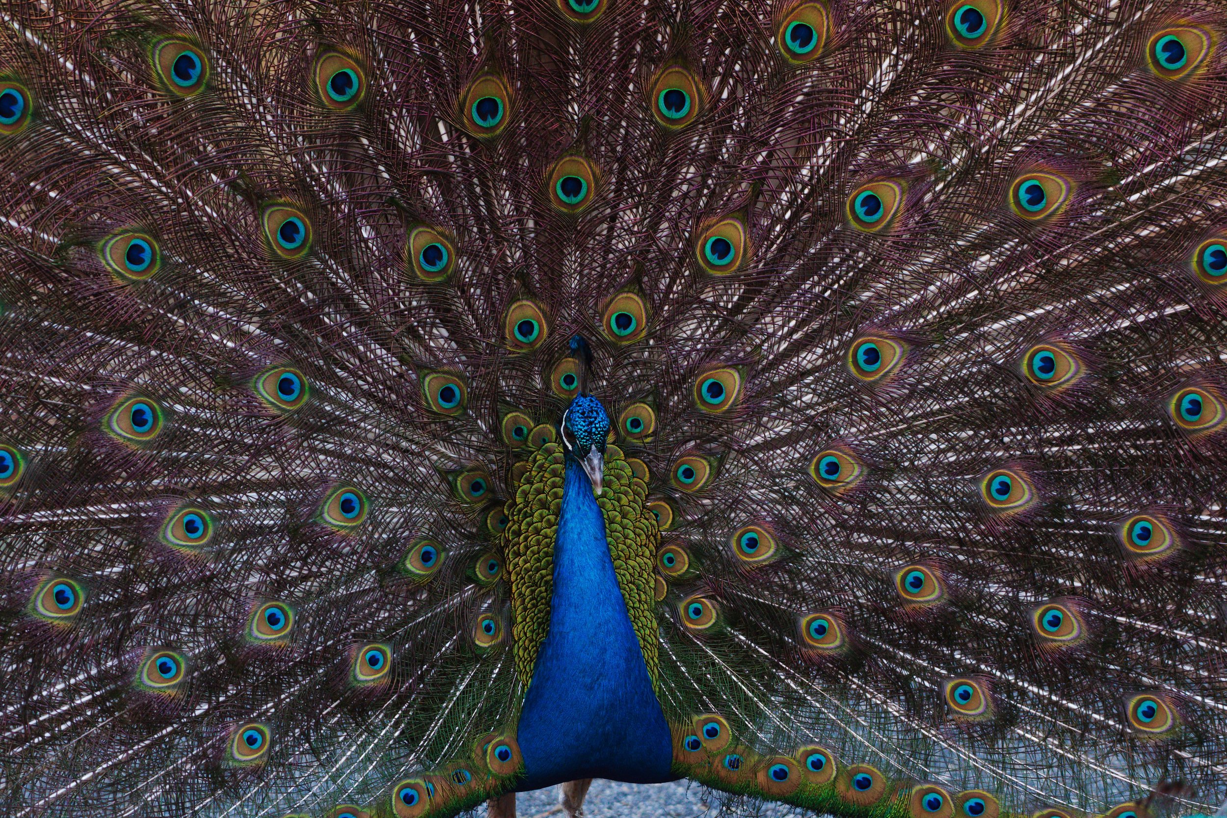 Peacock1.jpg