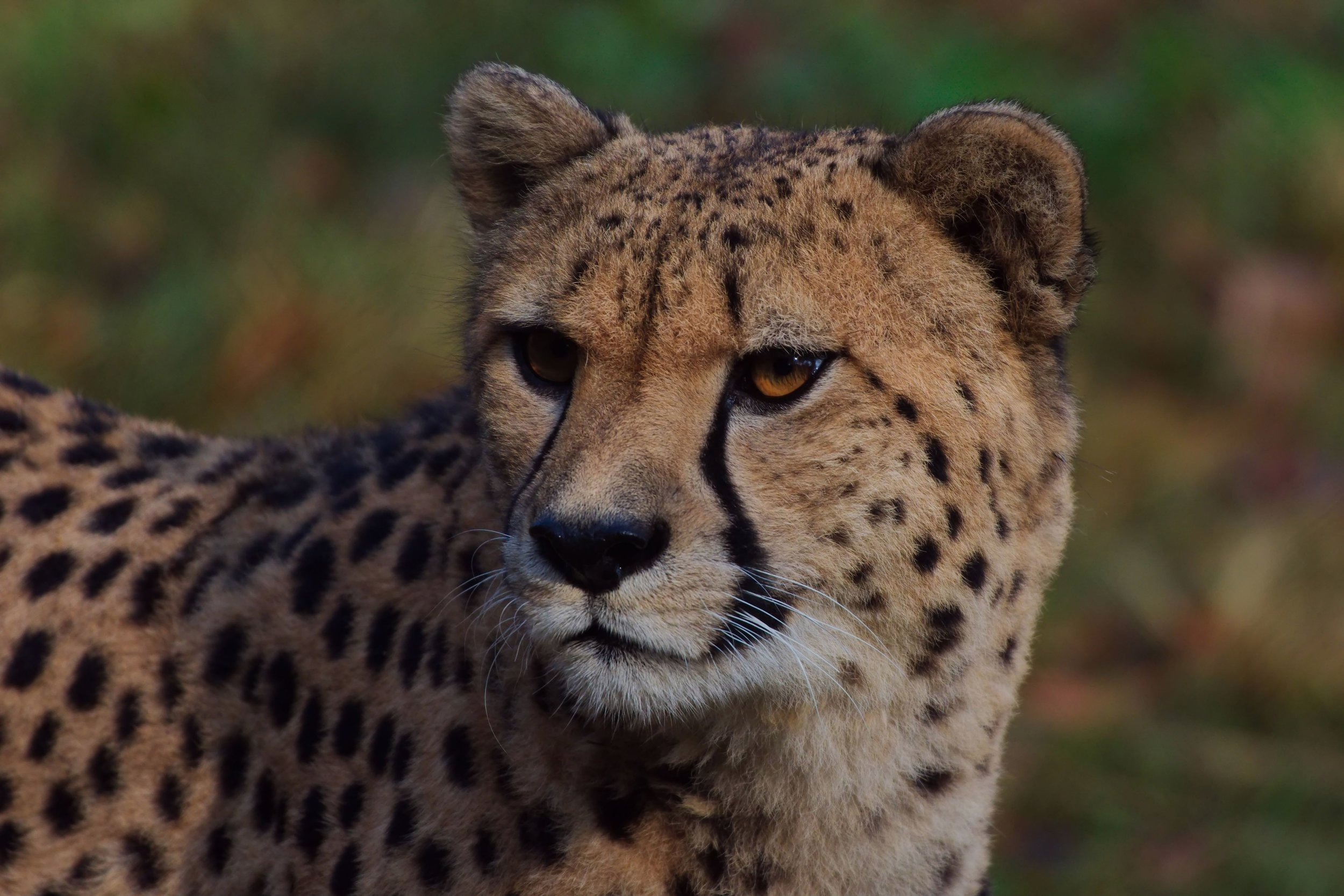 Cheeta1.jpg