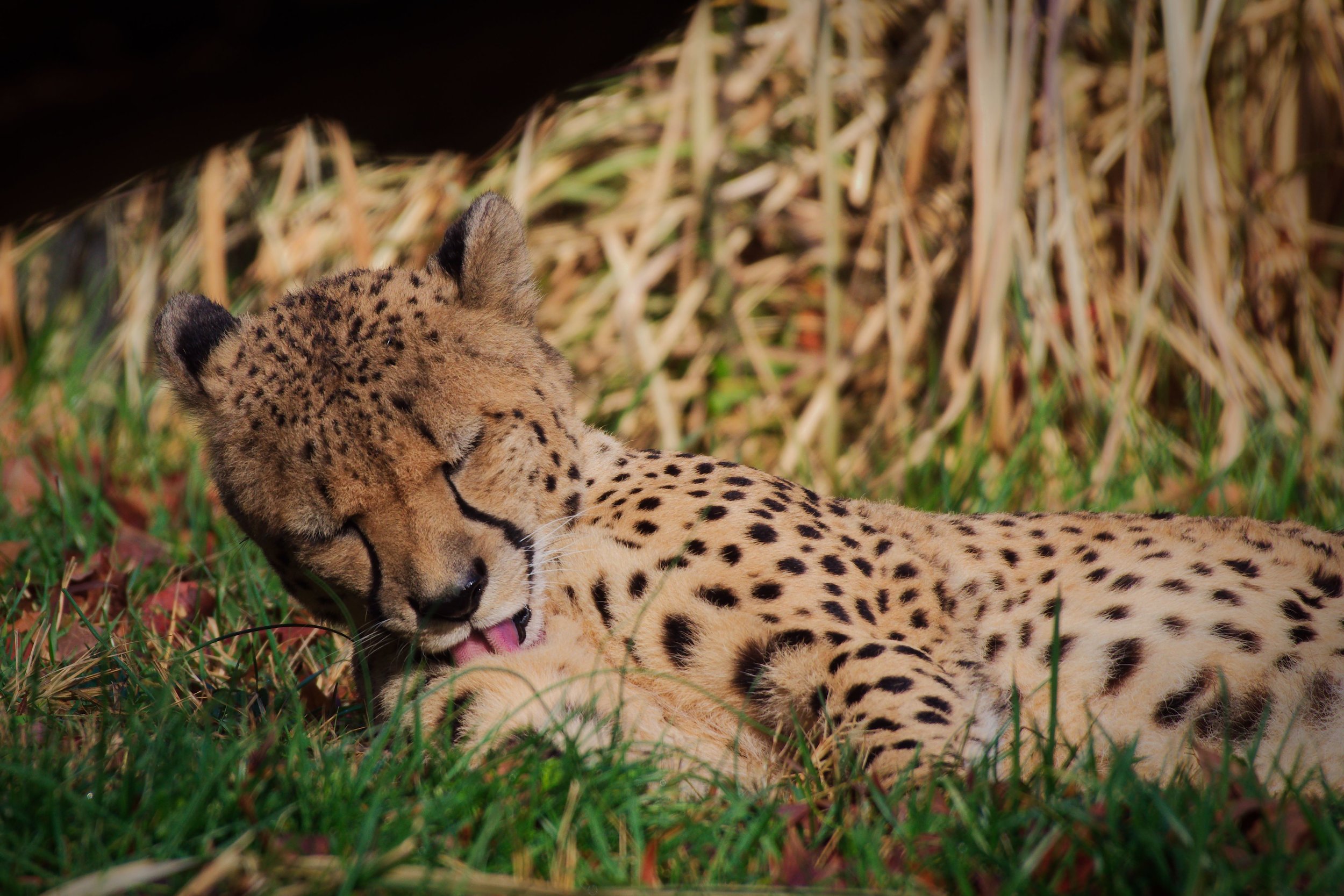 Cheeta2.jpg