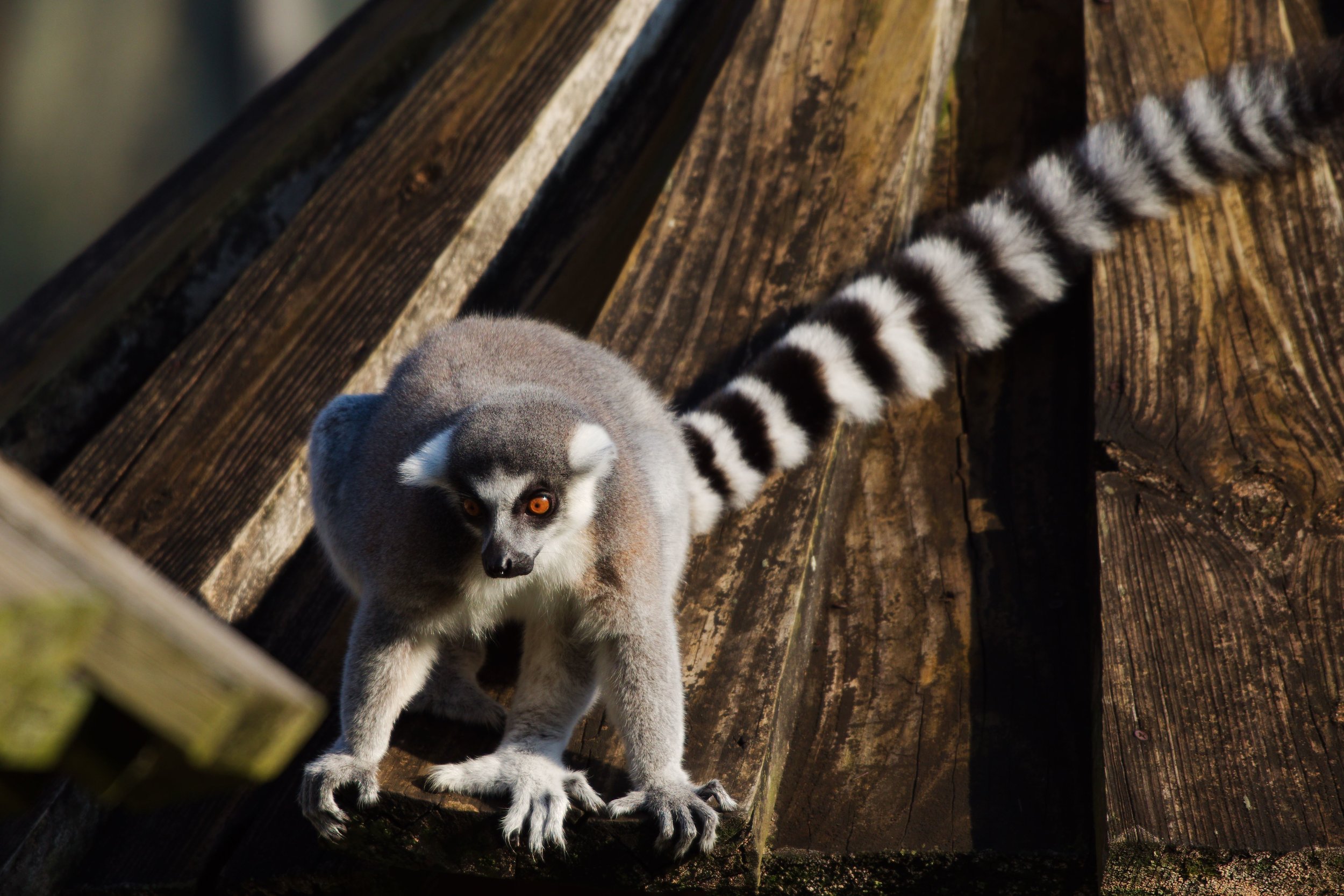 Lemur1.jpg