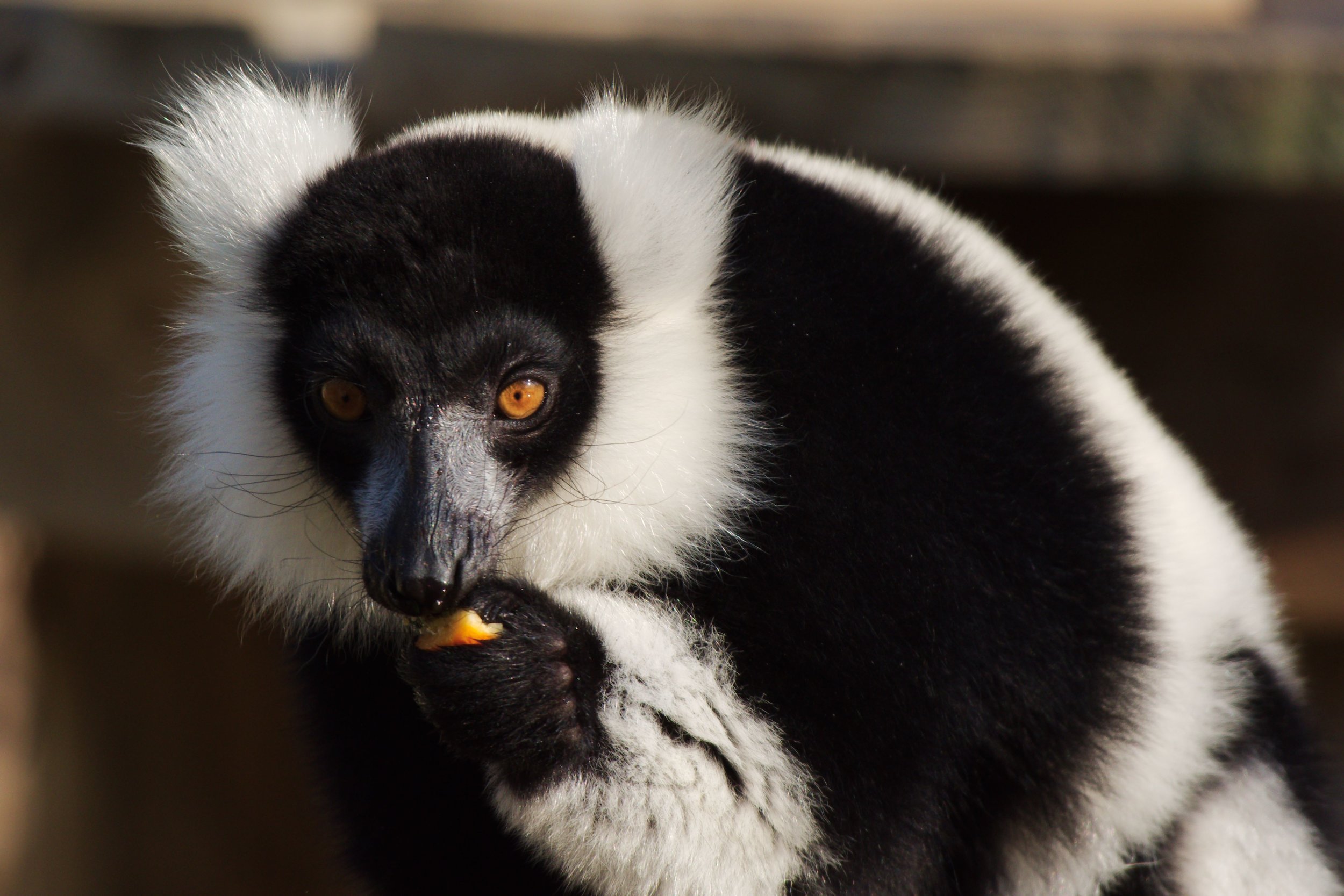 Lemur3.jpg