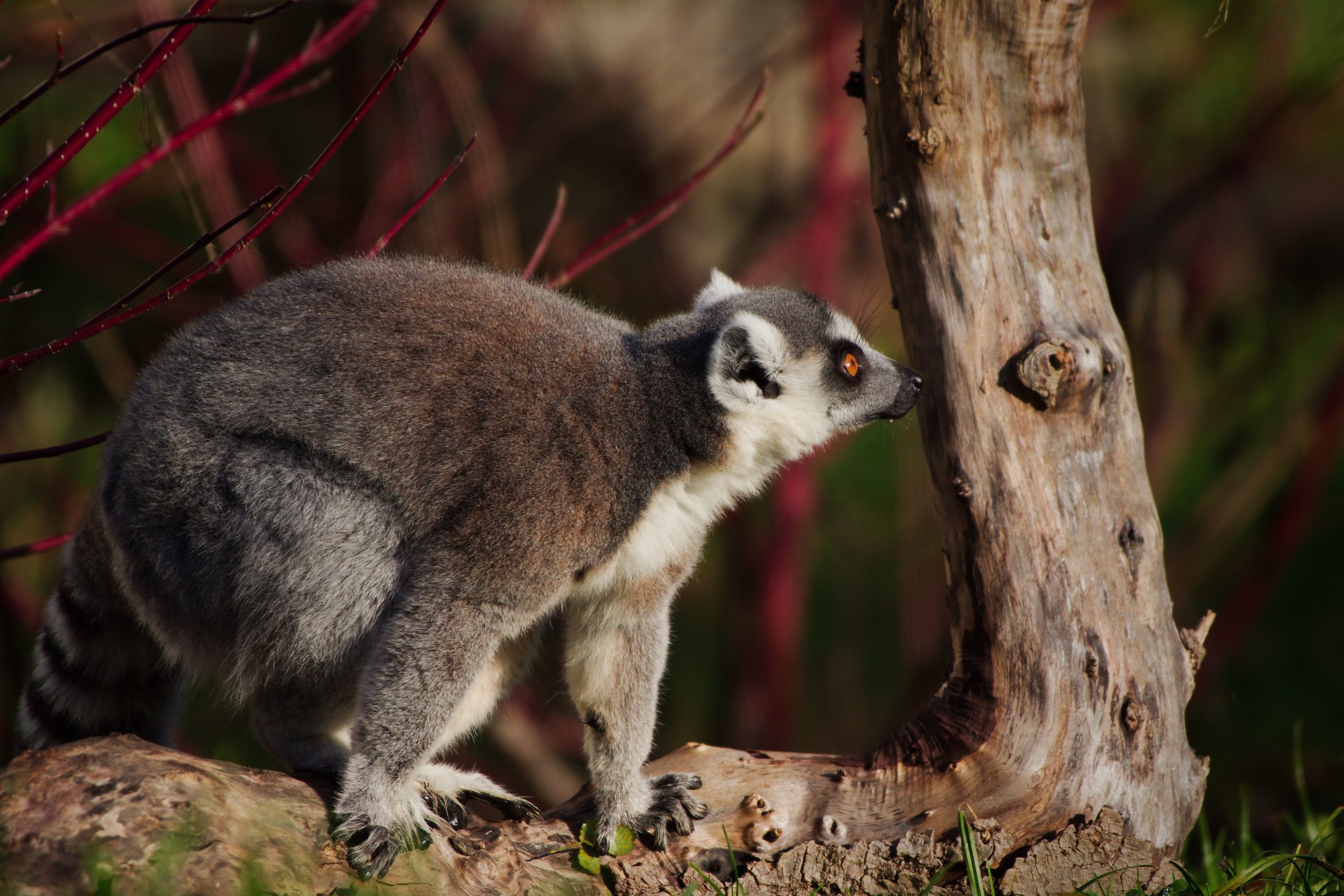 Lemur4.jpg