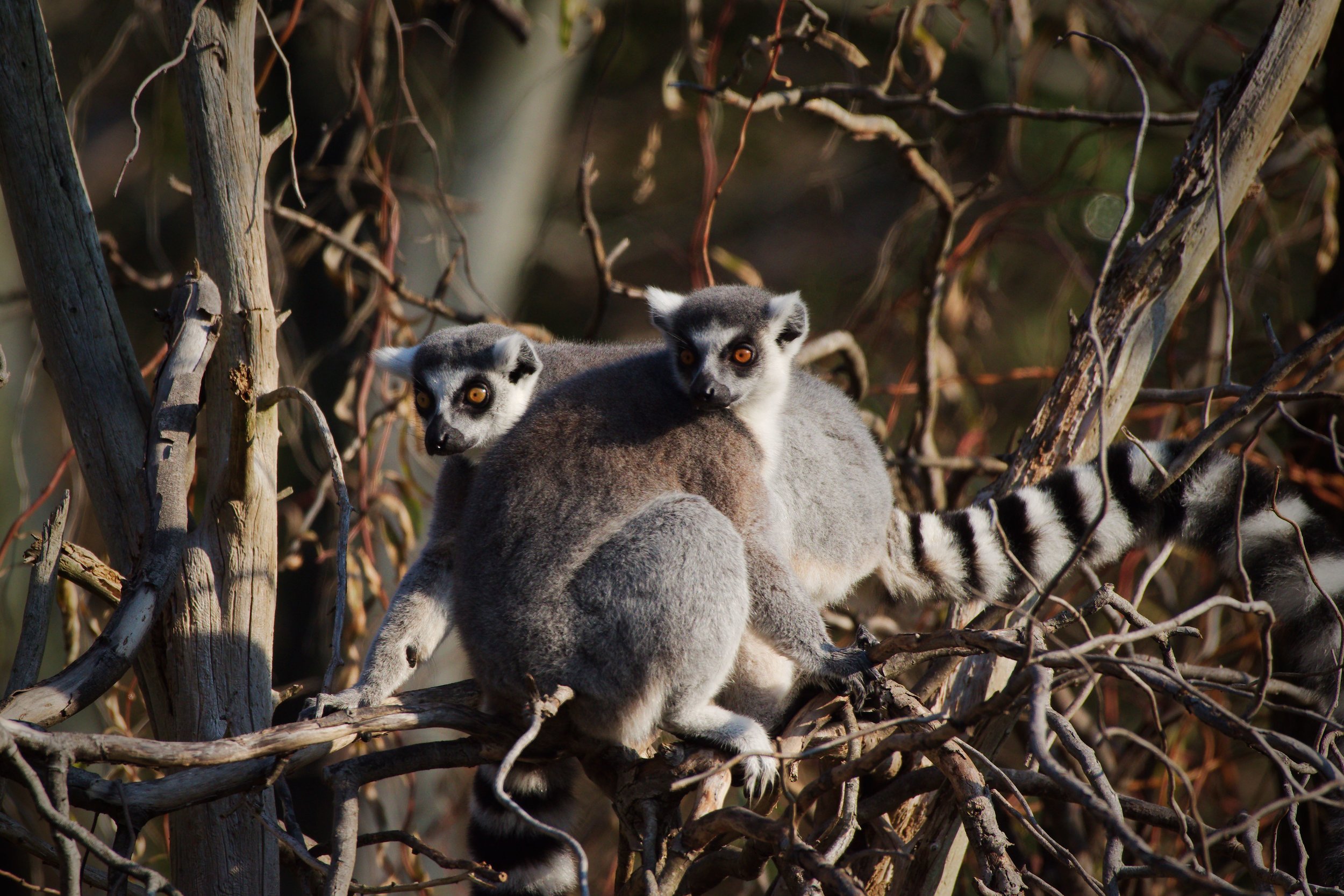 Lemur5.jpg