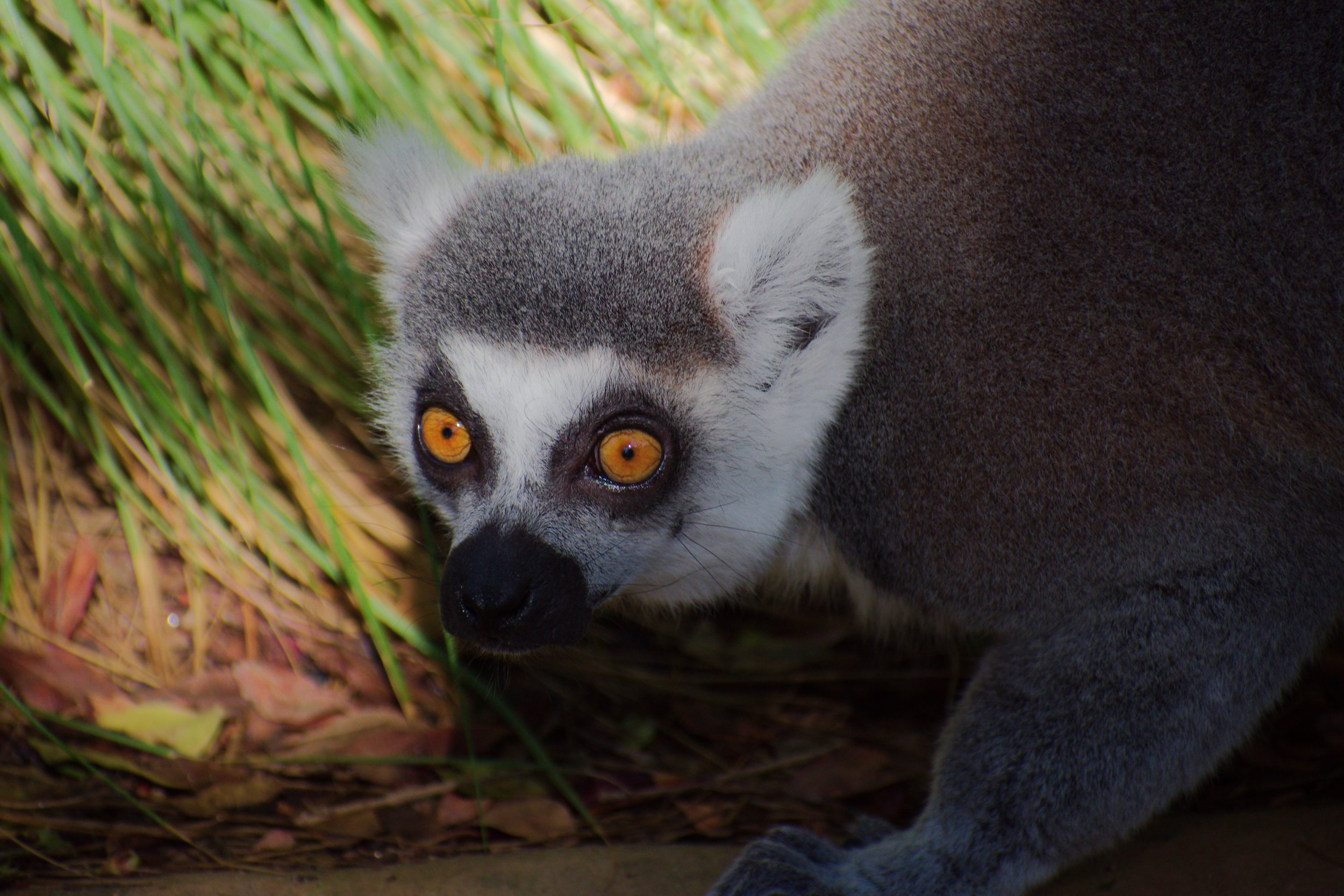 Lemur_2018-01-17.jpg