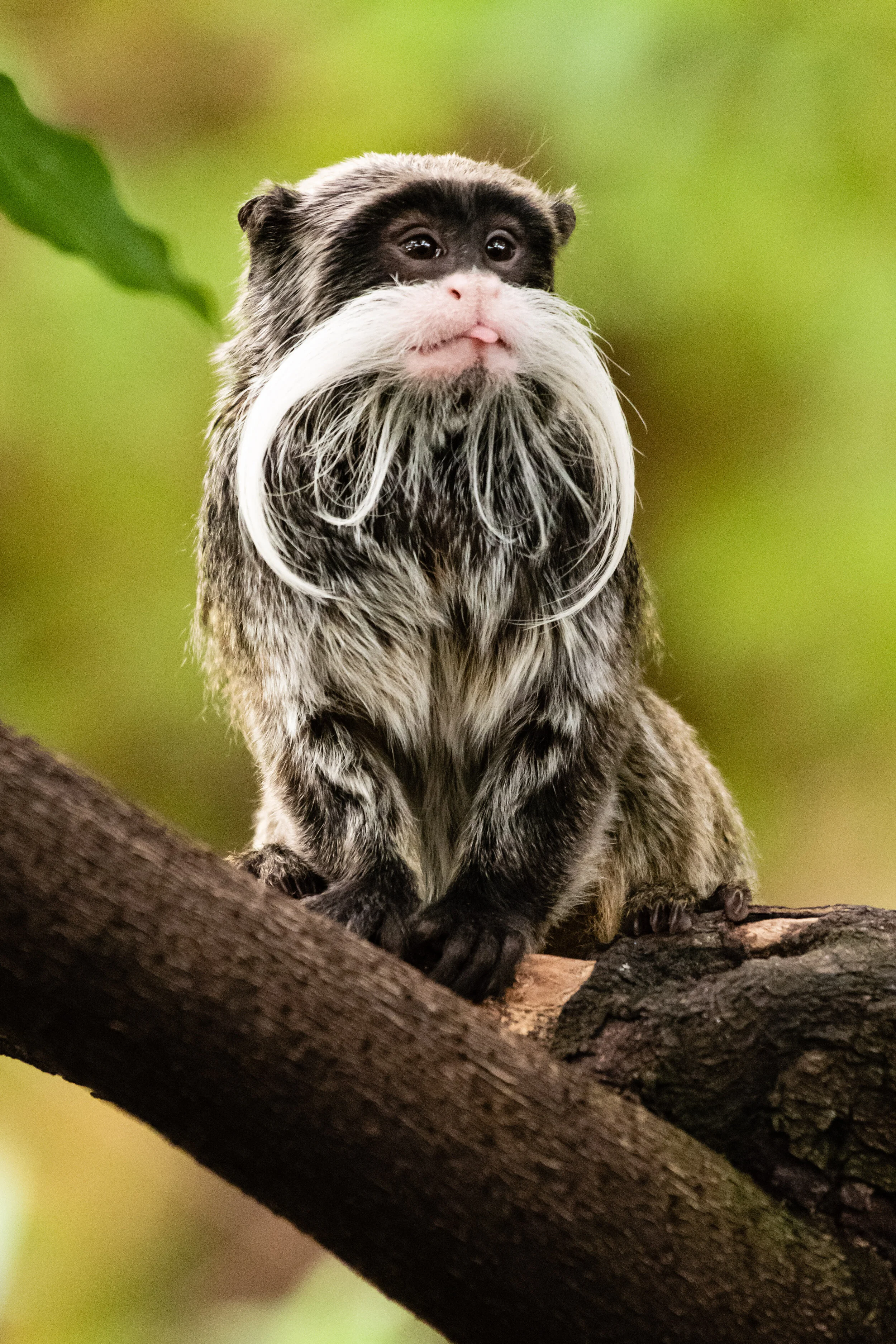 EmperorTamarins_10.jpg