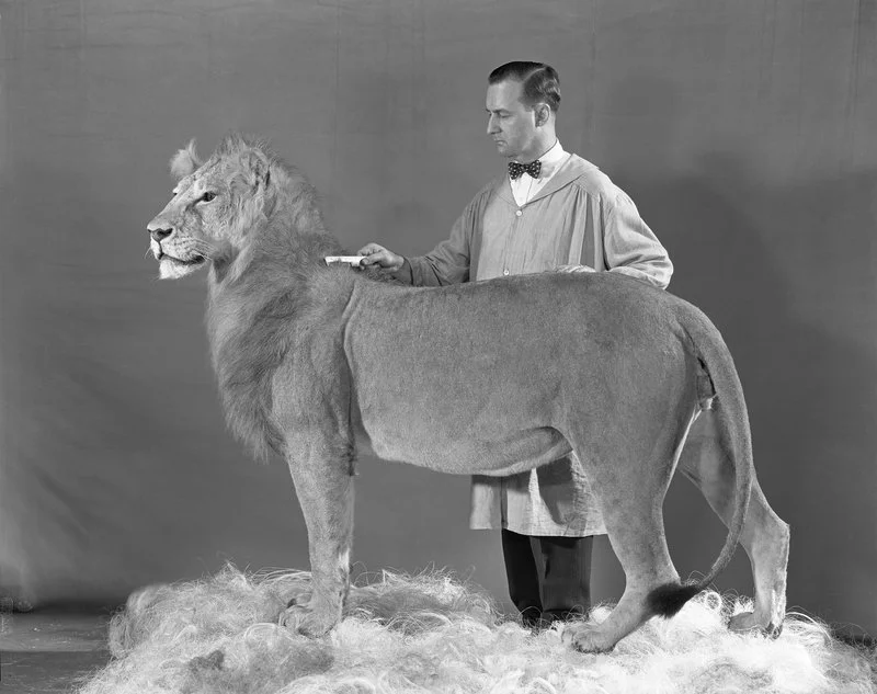 One of our expert groomers, showing his precise professional skills, keeping nice and calm.&nbsp;