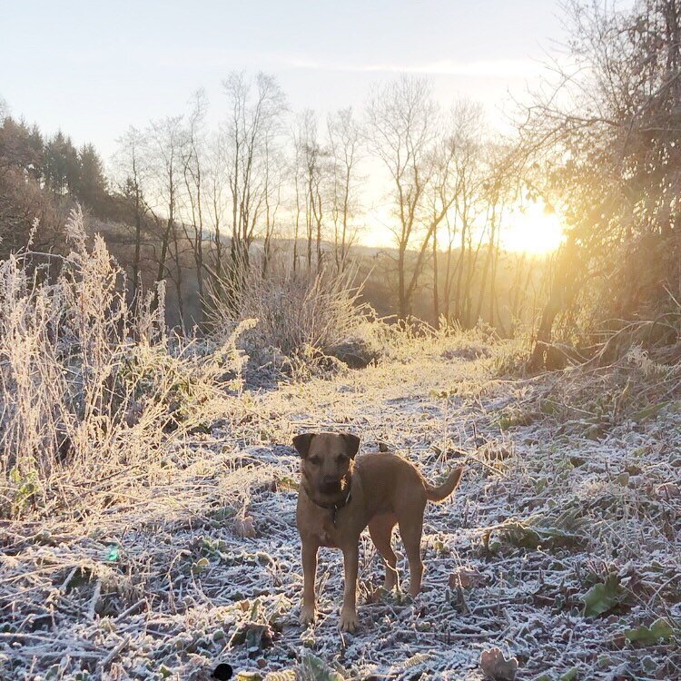 Morning! ❄️#coldandfrostymorning #doglife #holidayswithdogsarebetter #upcottfarm