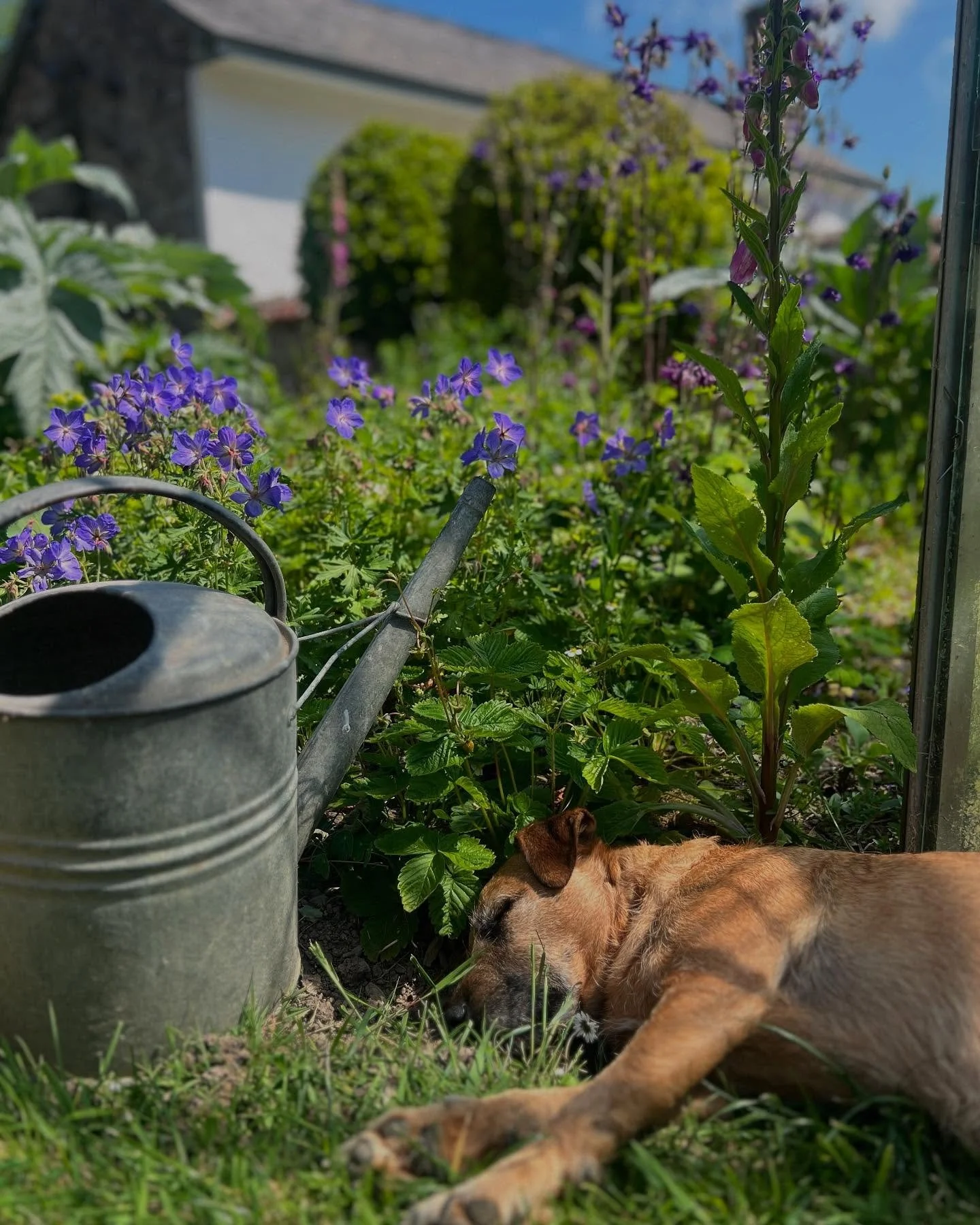 Lazy Sunday afternoon ☀️ #dogfriendlyholidays #summerholidays #northdevon #upcottfarm