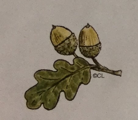 Acorns