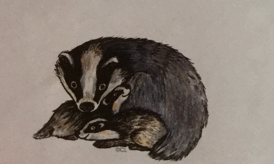Badger & Cubs