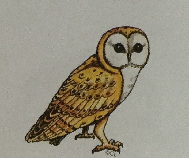 Barn Owl
