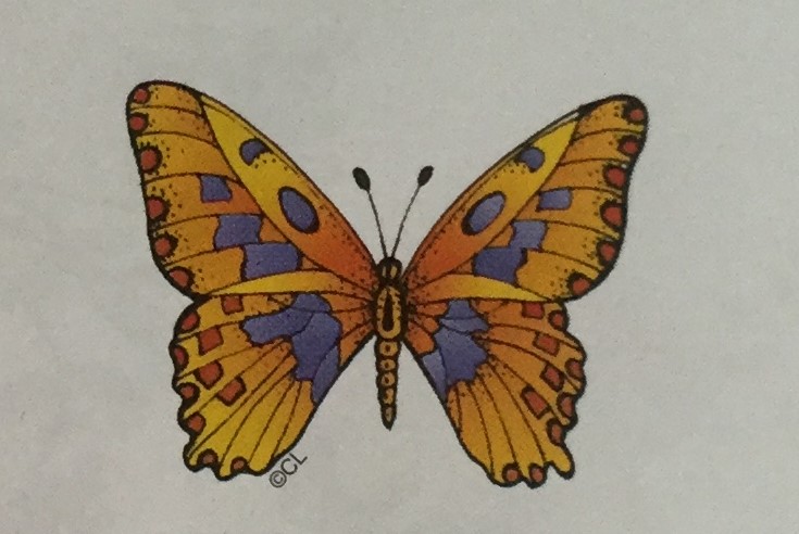 Butterfly