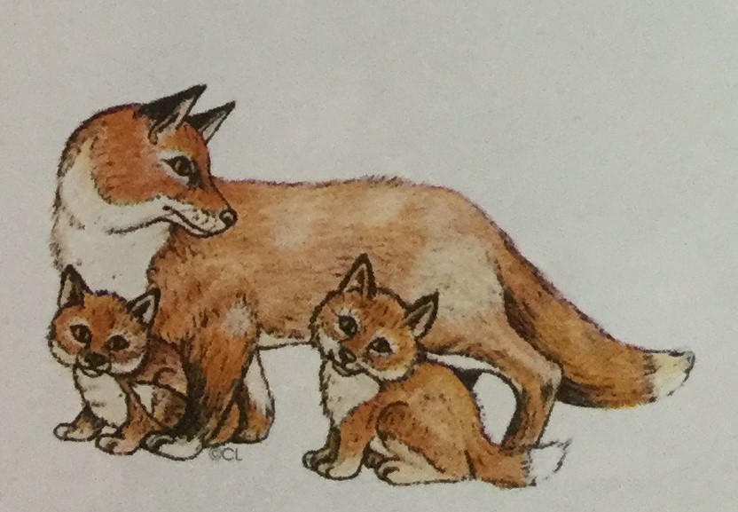 Fox Family