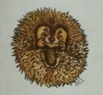 Hibernating Hedgehog