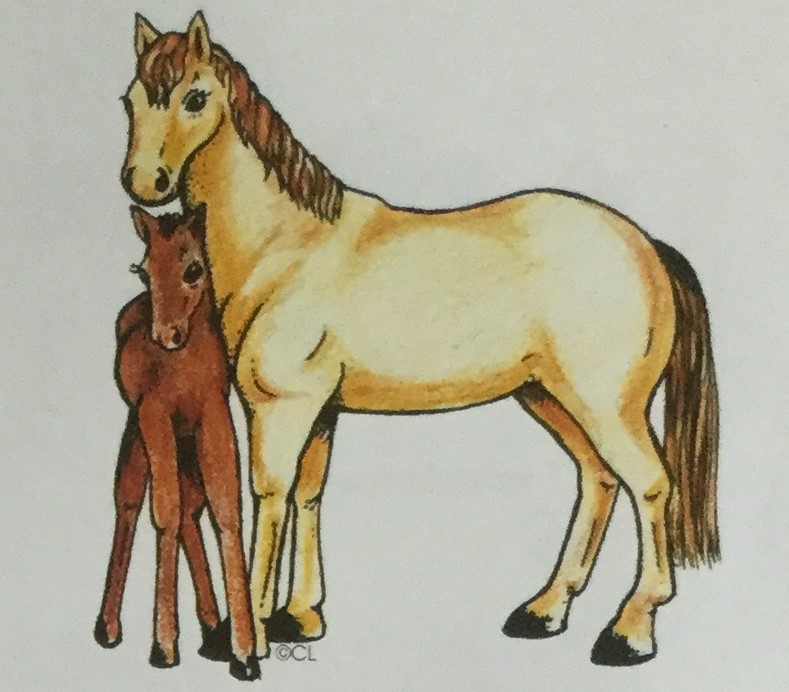 Pony & Foal