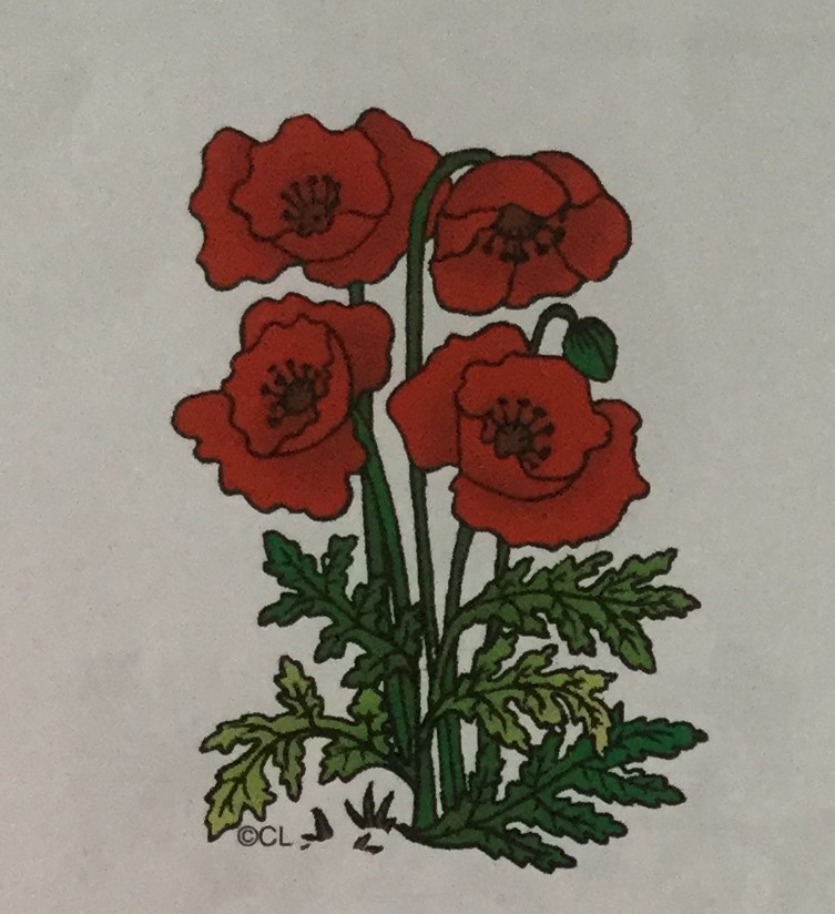 Poppies