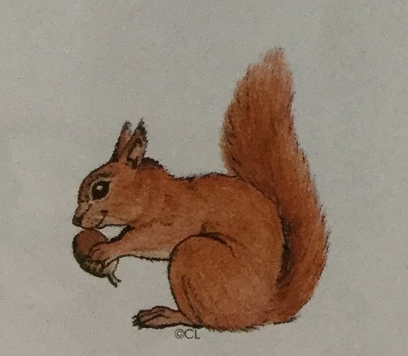 Squirrel