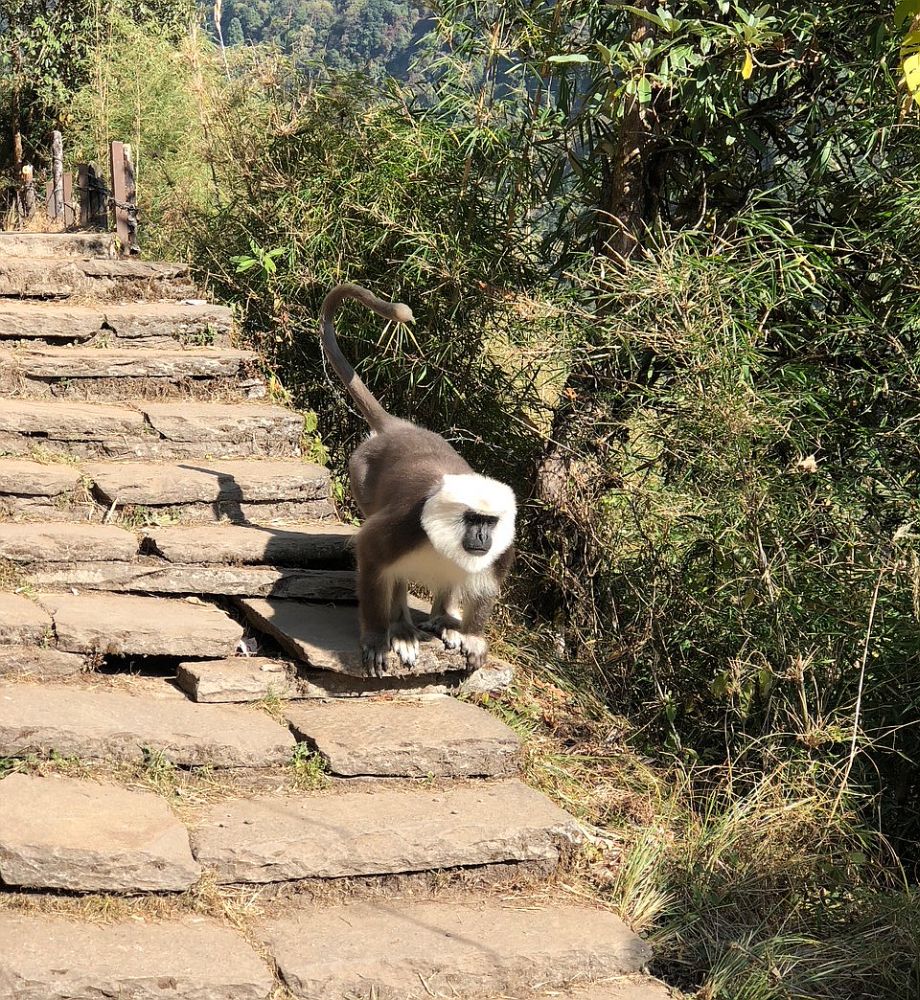 langur3.jpg