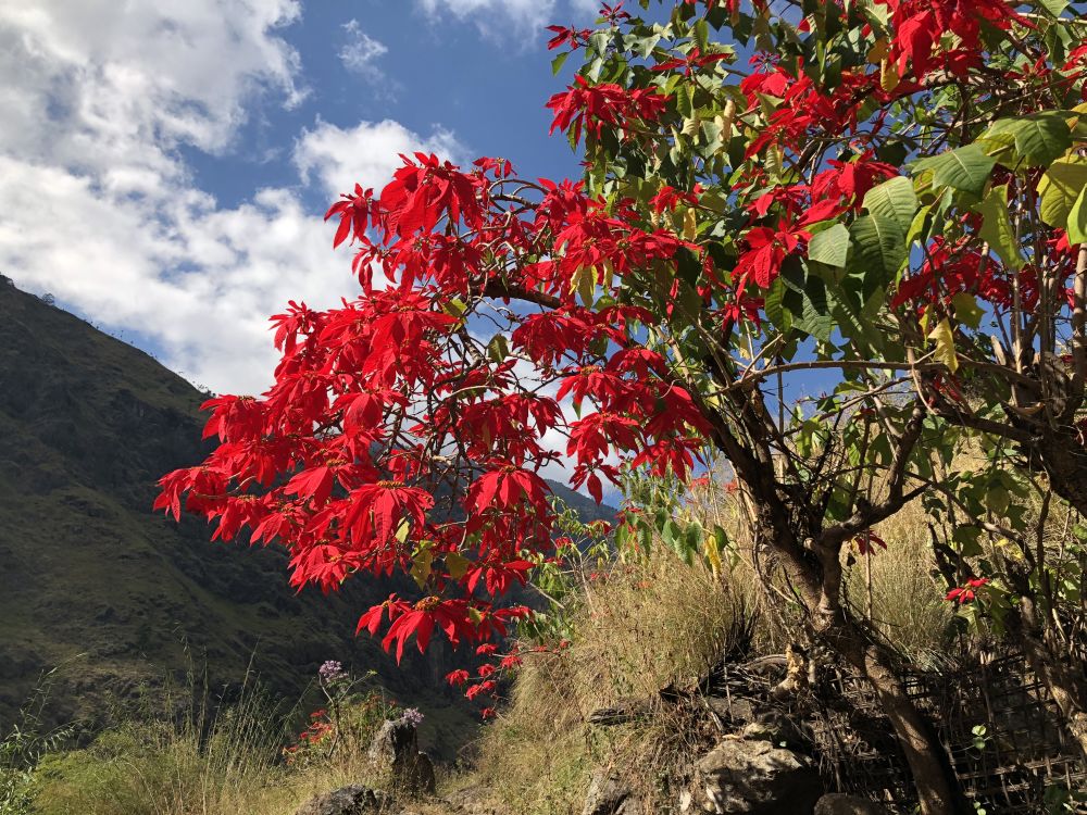 pointsettia.jpg