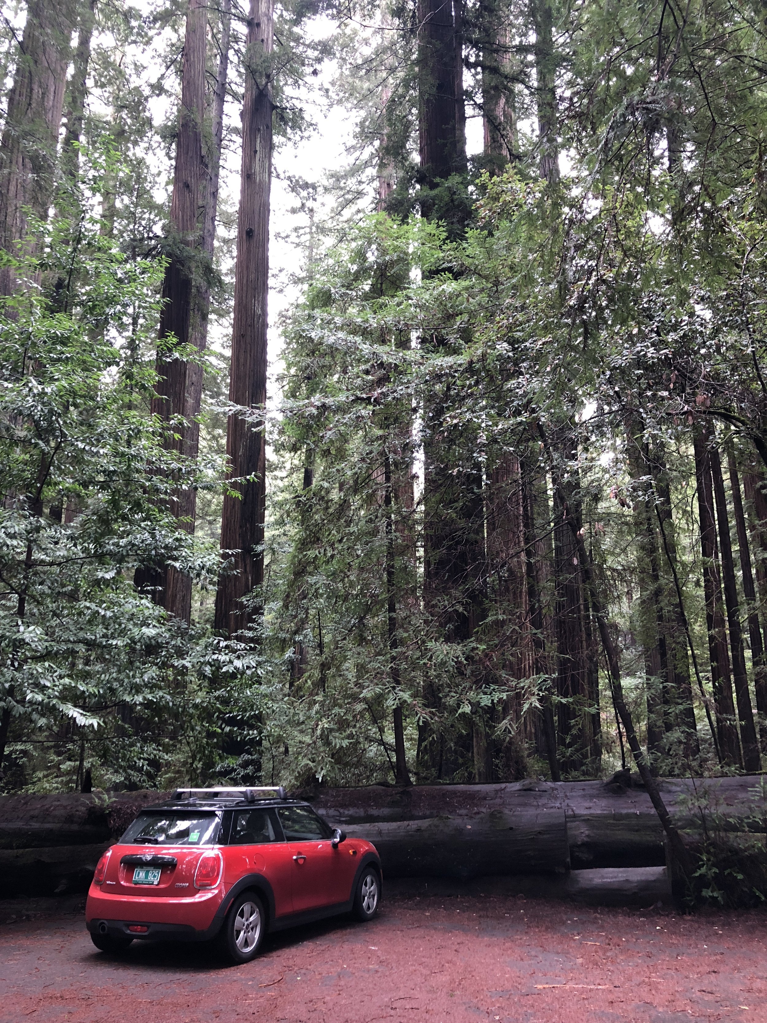 Humboldt Redwoods State Park