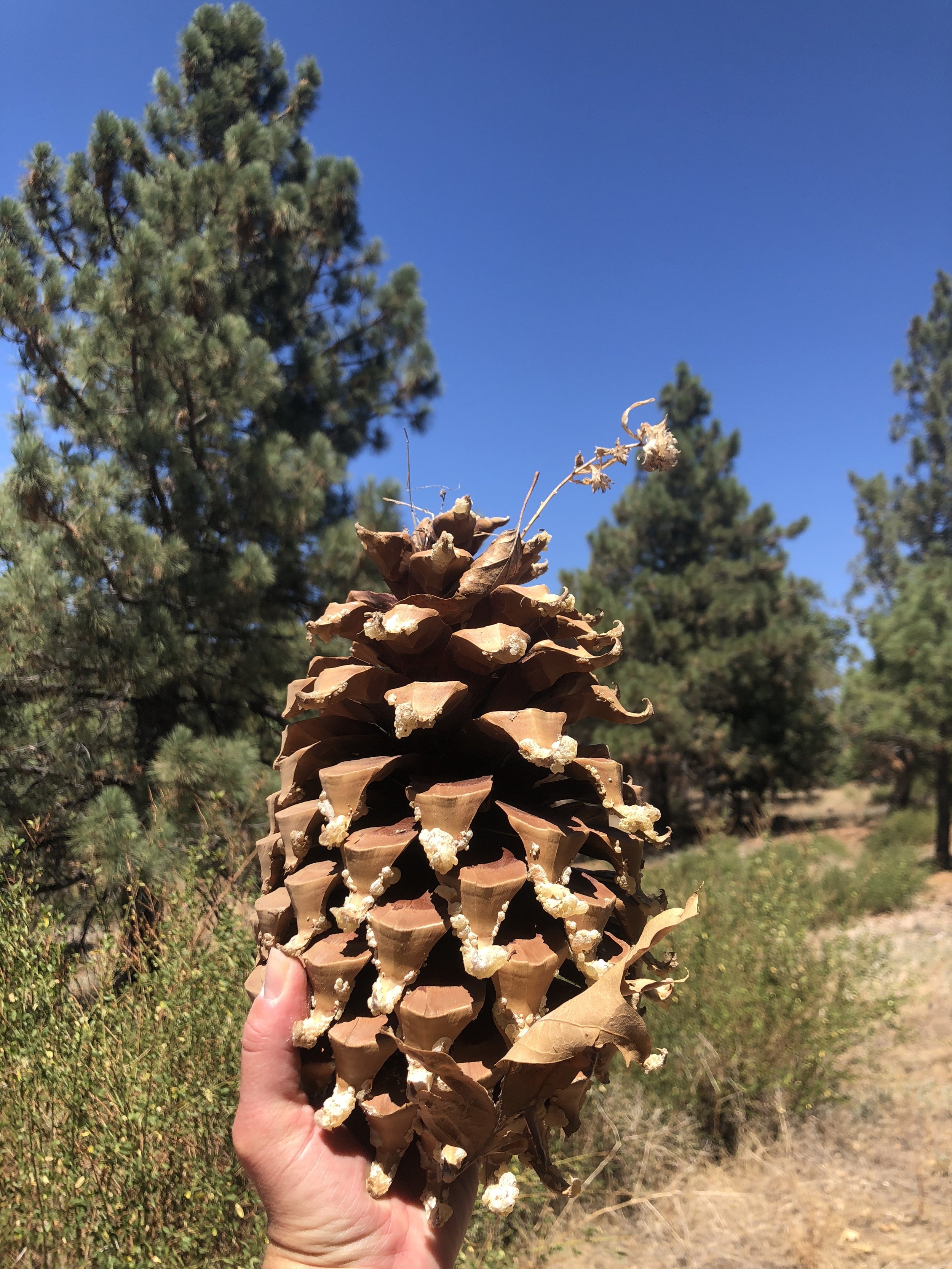  Huge pine cones!! 