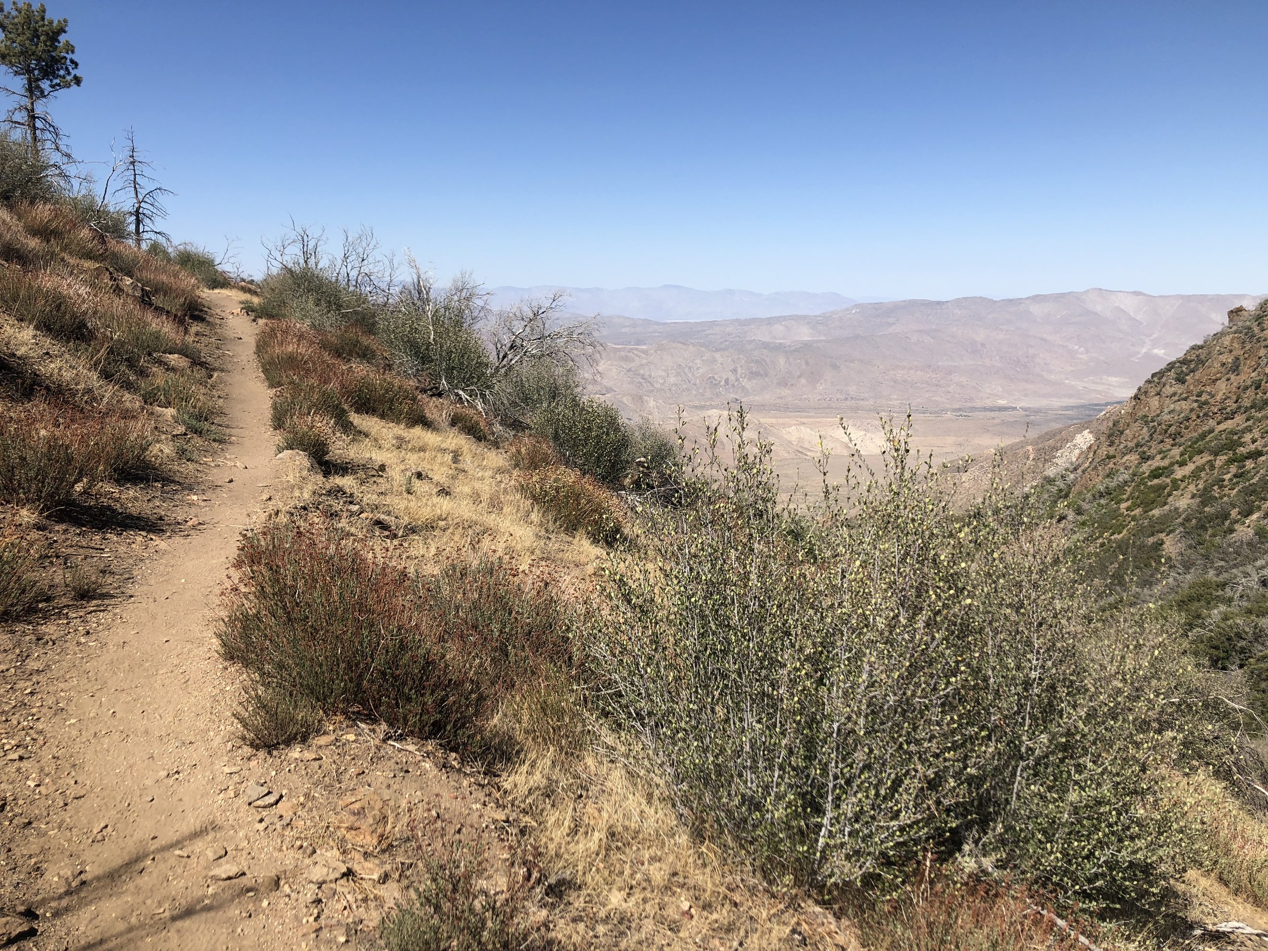  Last bit of the PCT before turning back to the trailhead. 