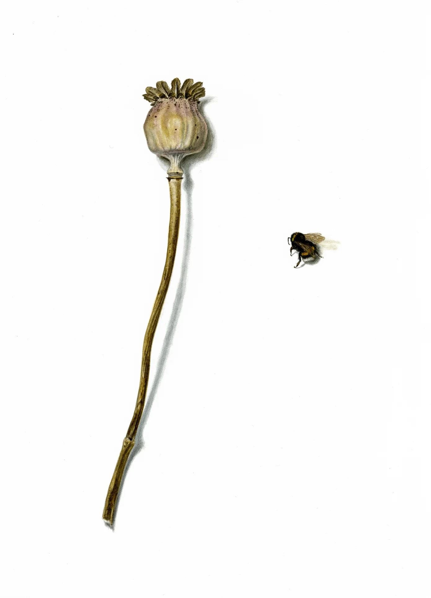 SOMNIFERUM