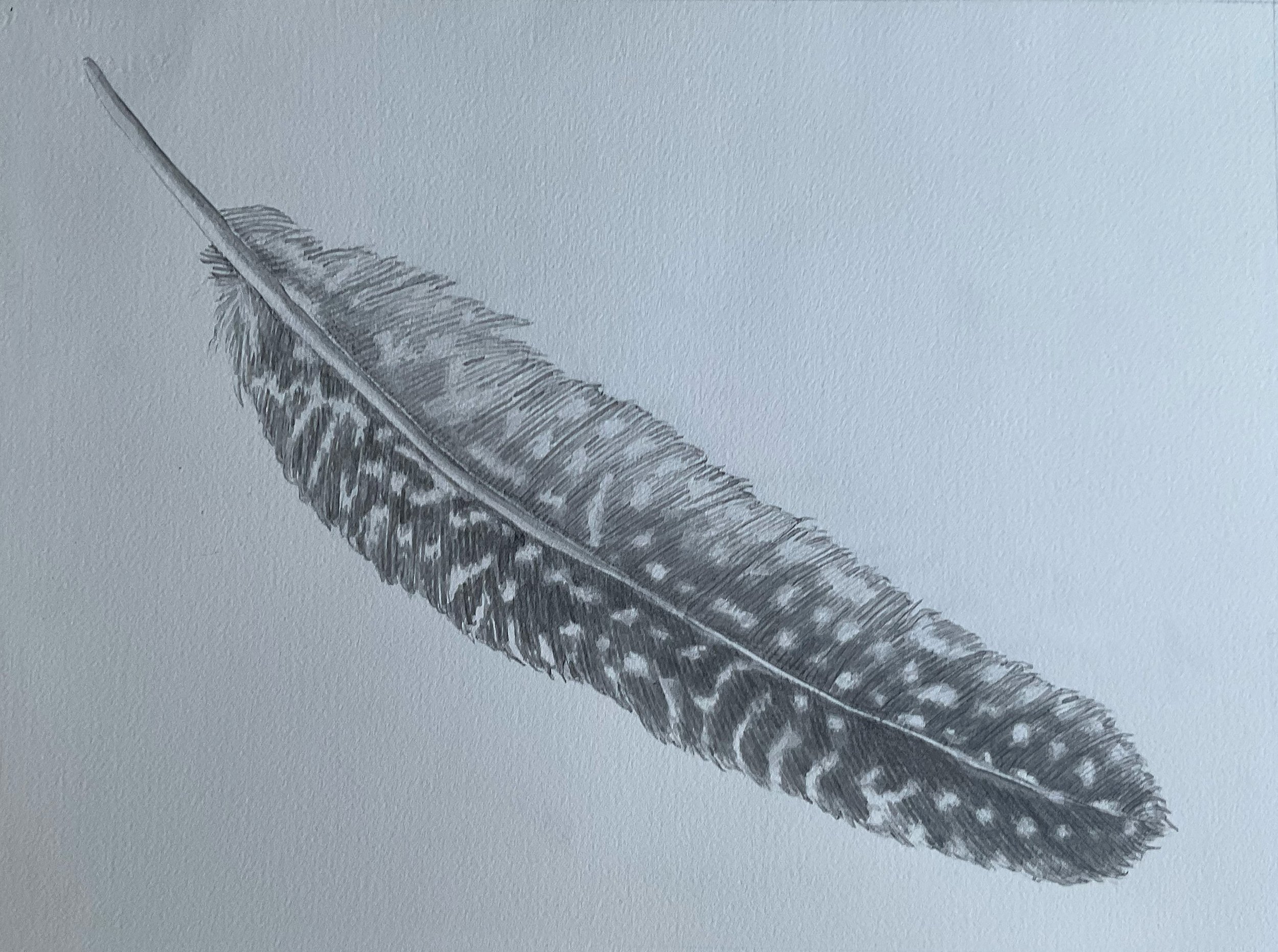 FEATHER  |  12" x 16"  |  Ink &amp; Pencil