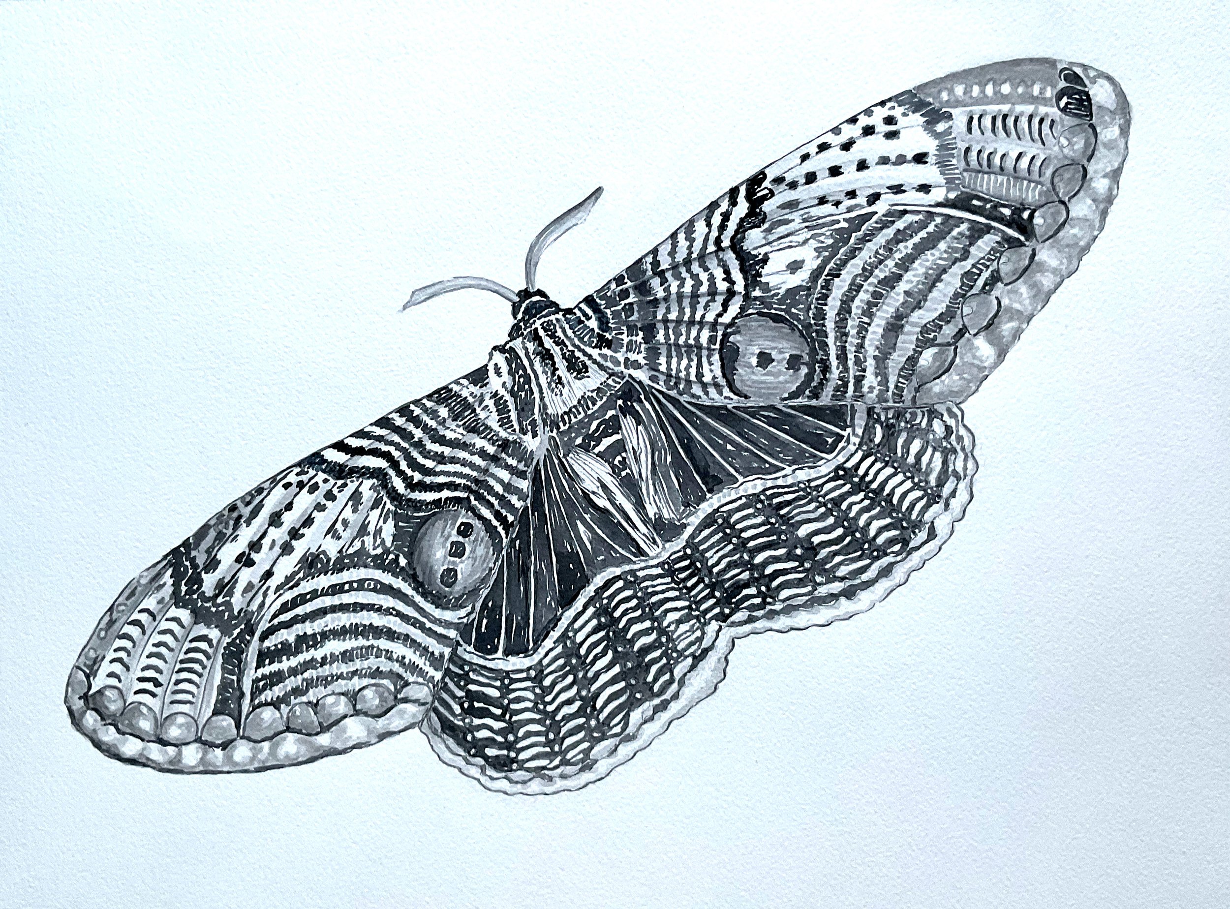 Moth  |  12" x 16"  |  Ink &amp; Pencil