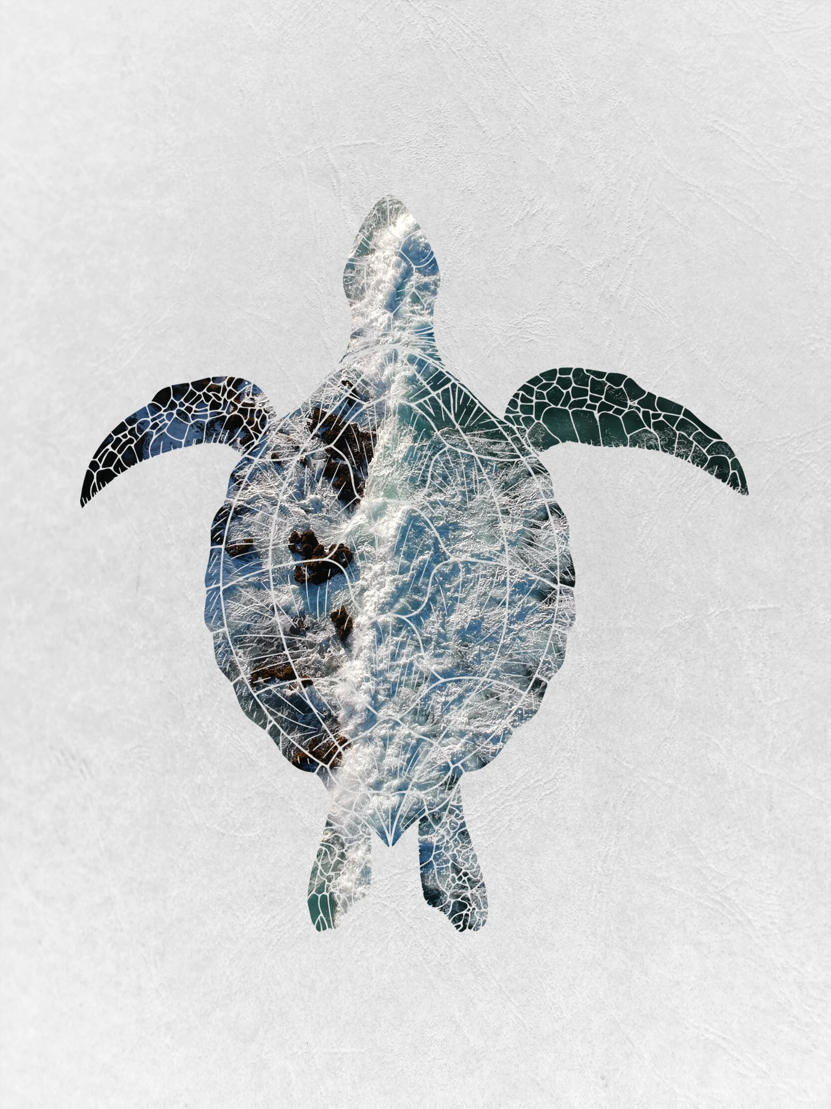 Sea Turtle