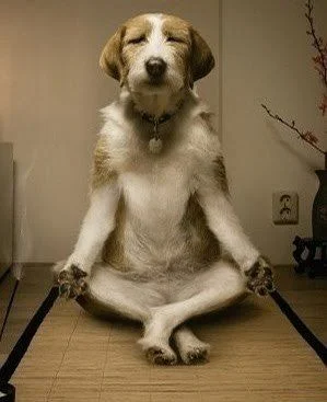 dog yoga.jpg