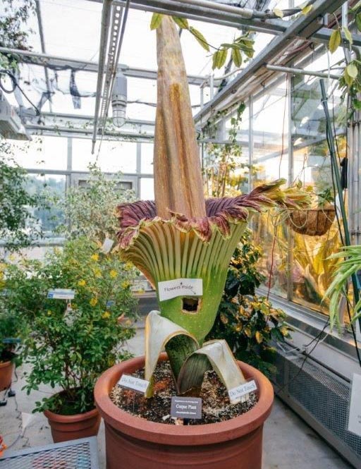 Morphy the "Corpse Flower"