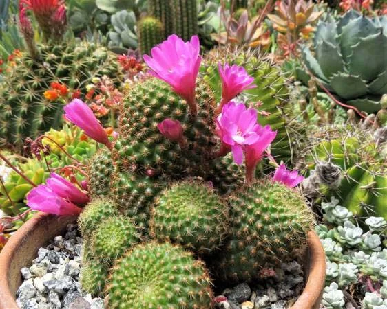 Fake Flowers on Cacti – What a Con. Buyer BEWARE!!! – Piglet in