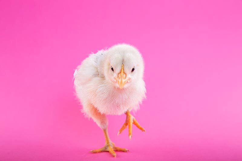 hatch_grocery_store_eggs