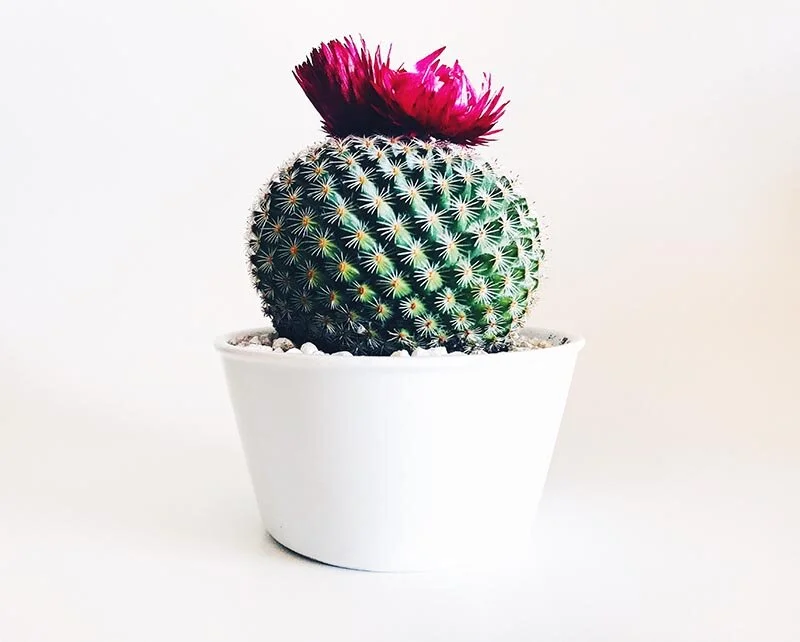 Fake Flowers on Cacti – What a Con. Buyer BEWARE!!! – Piglet in