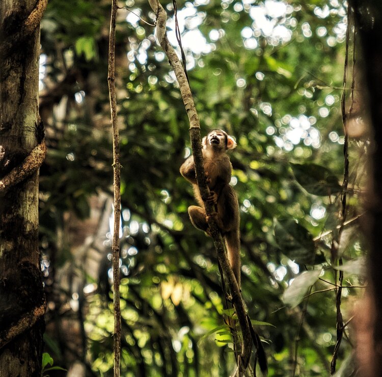 One of the many monkeys that can be seen throughout Tambopata National Park.