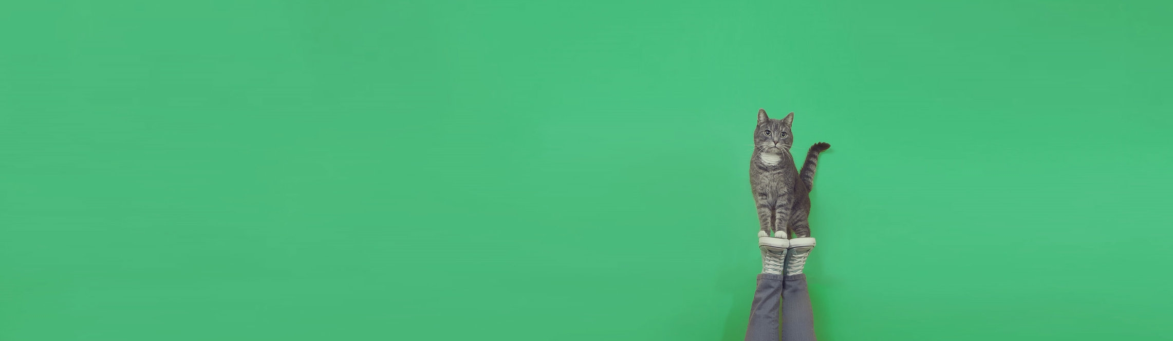 cat tax.jpg