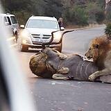 We don't consider animal nature to be gore, so this is ok.