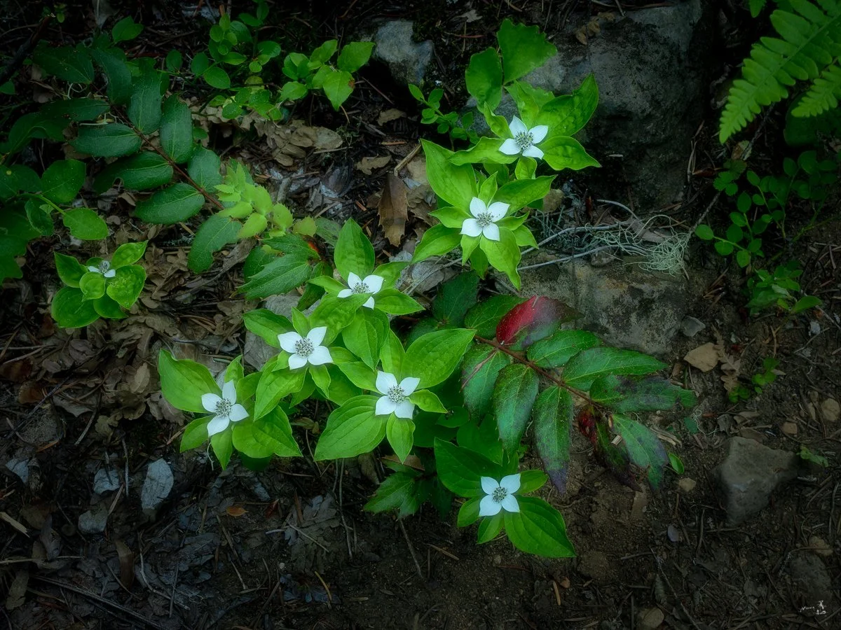 Summer bloom