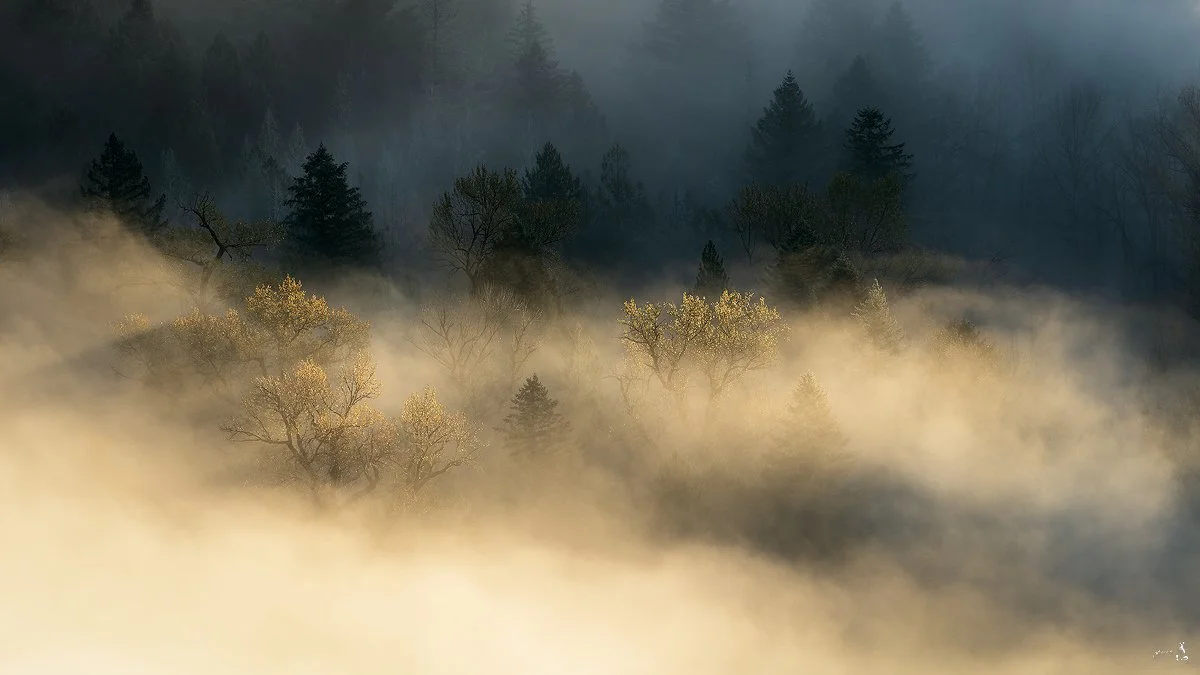 Early morning delight