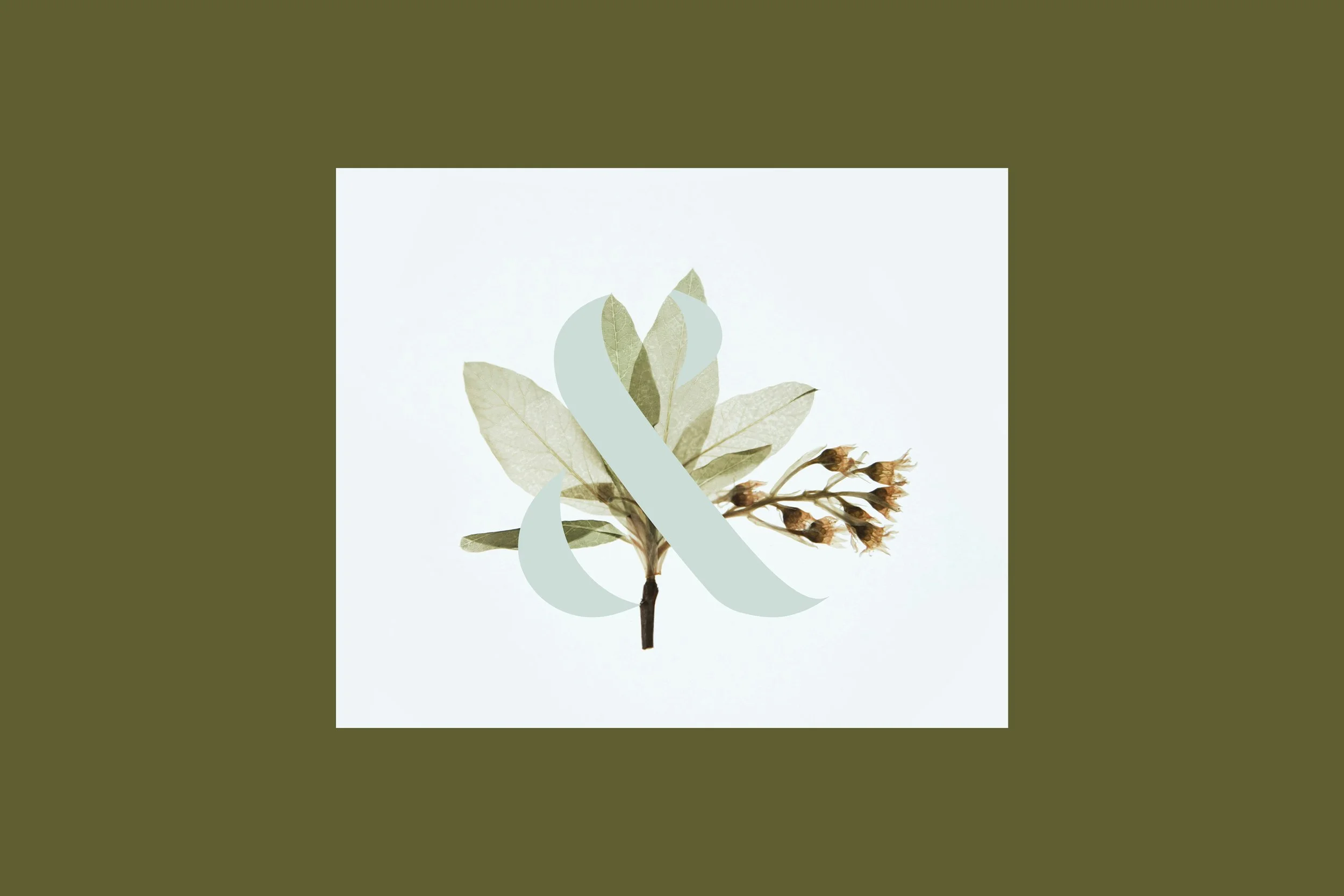 GretchenMay-Portfolio-AmpersandSpa-FlowerLogo.jpg