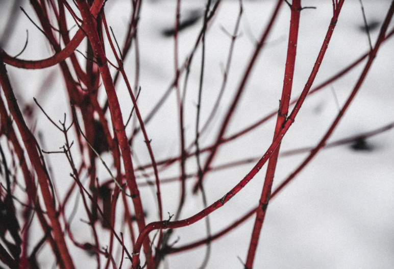"Dry Tree" and Other Poems