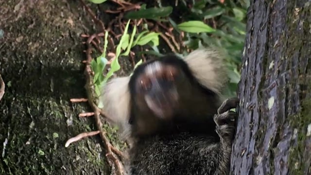 Runa "Alarmed Monkey"
