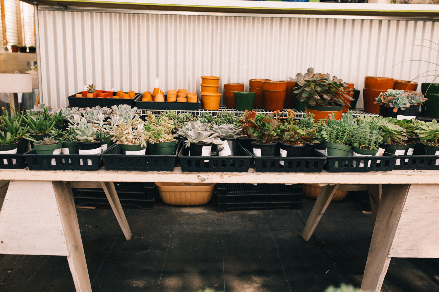 2018_01_ 28Candice and Julio Greenhouse Session Blog Photos Edited For Web 0002.jpg
