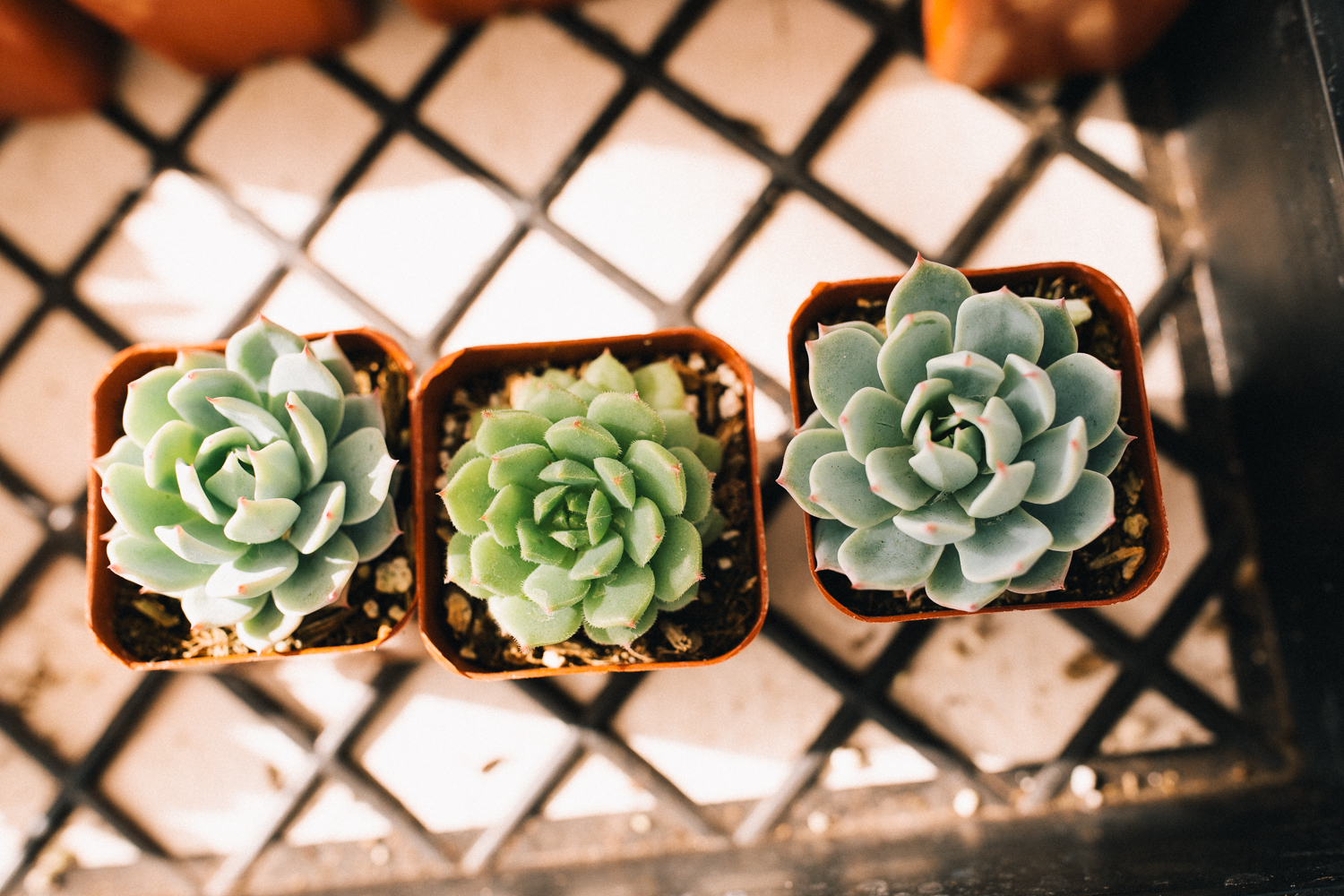 2018_01_ 28Candice and Julio Greenhouse Session Blog Photos Edited For Web 0004.jpg
