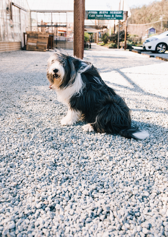 2018_01_ 28Candice and Julio Greenhouse Session Blog Photos Edited For Web 0005.jpg