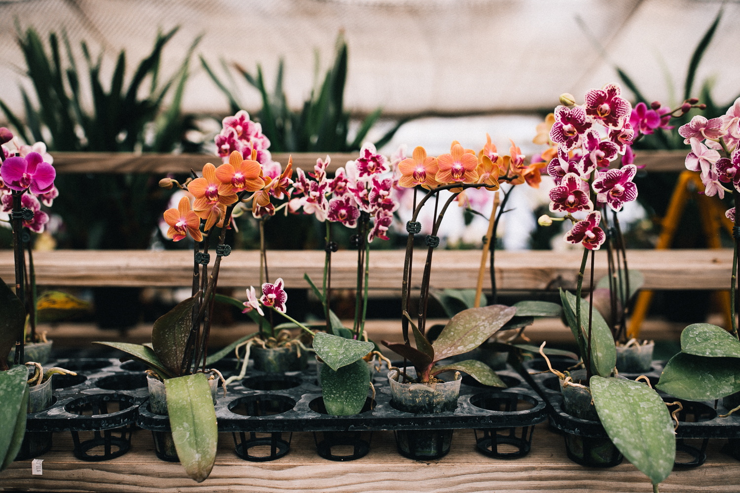 2018_01_ 28Candice and Julio Greenhouse Session Blog Photos Edited For Web 0009.jpg